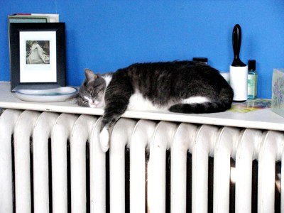 cat sleeping on heater