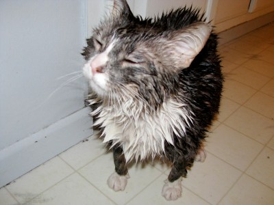 Wet Cat